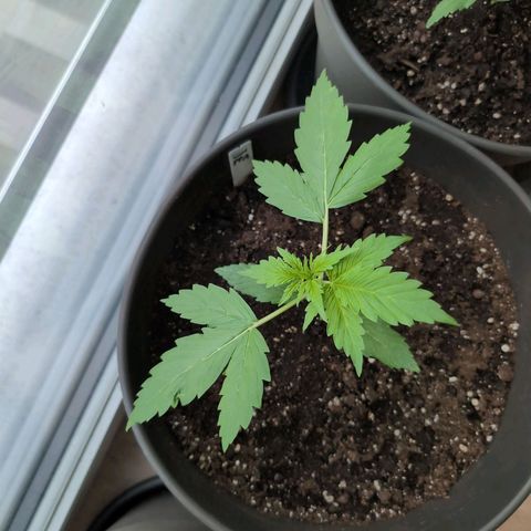 PP1 growlog timeline photo