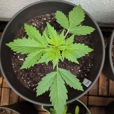 PP1 growlog timeline photo
