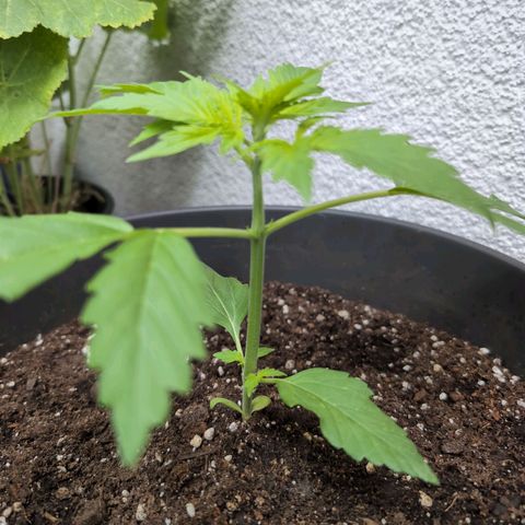 PP1 growlog timeline photo