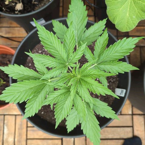 PP1 growlog timeline photo