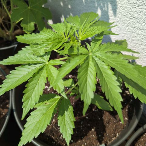 PP1 growlog timeline photo