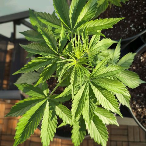 PP1 growlog timeline photo
