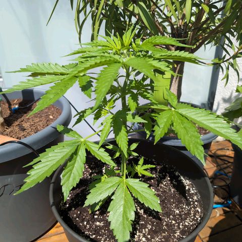PP1 growlog timeline photo