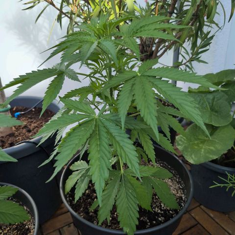 PP1 growlog timeline photo