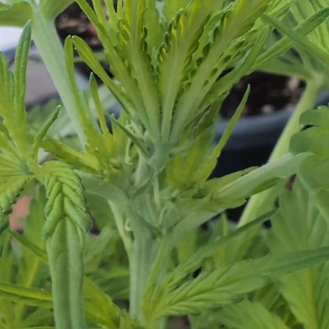 PP1 growlog timeline photo