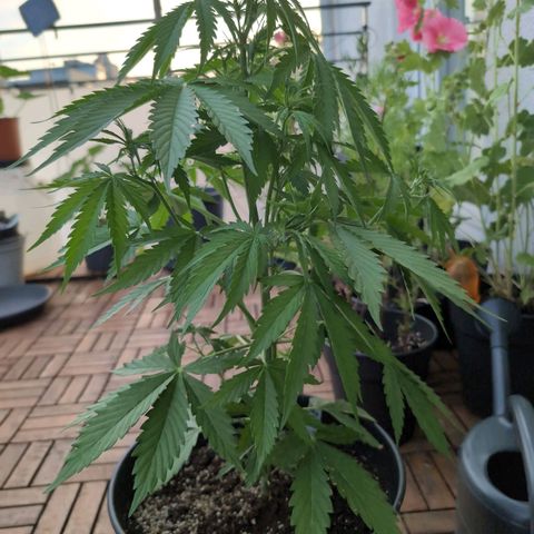 PP1 growlog timeline photo