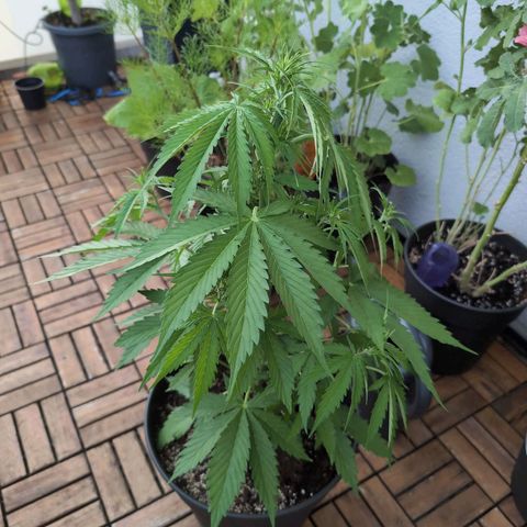 PP1 growlog timeline photo