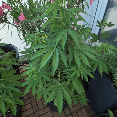 PP1 growlog timeline photo