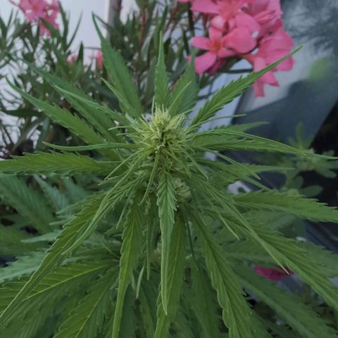 PP1 growlog timeline photo