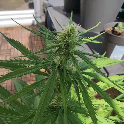 PP1 growlog timeline photo