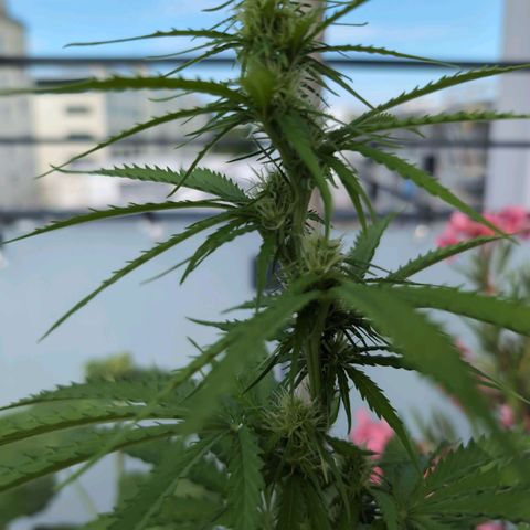 PP1 growlog timeline photo