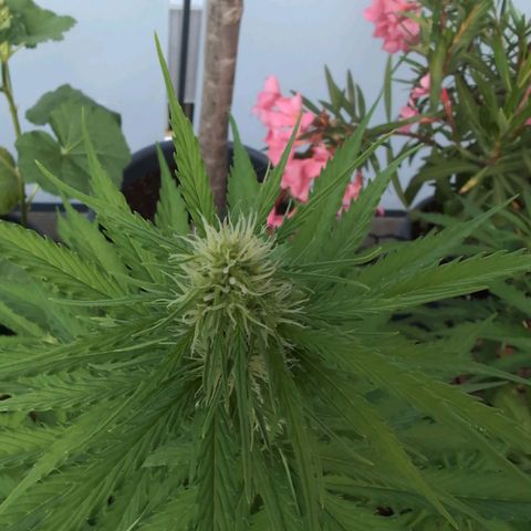 PP1 growlog timeline photo