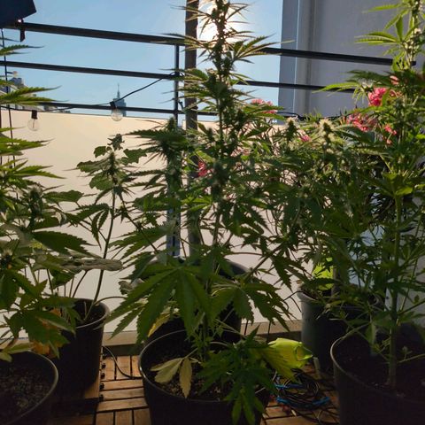 PP1 growlog timeline photo