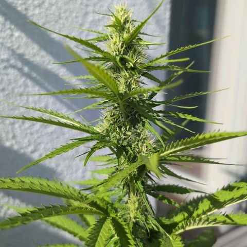 PP1 growlog timeline photo