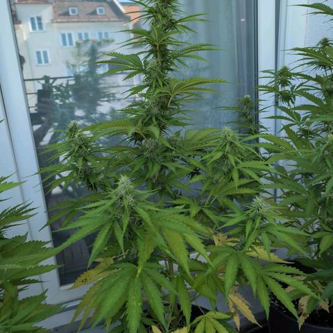 PP1 growlog timeline photo