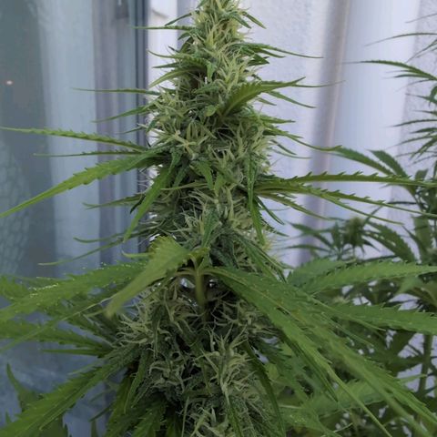 PP1 growlog timeline photo