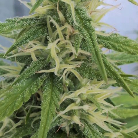 PP1 growlog timeline photo