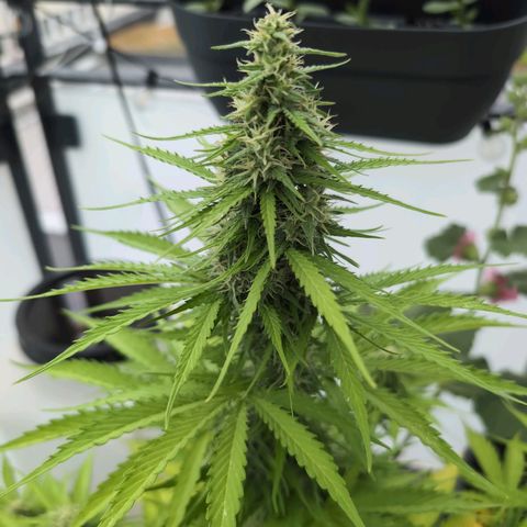 PP1 growlog timeline photo