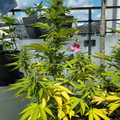 PP1 growlog timeline photo