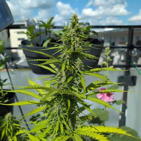 PP1 growlog timeline photo