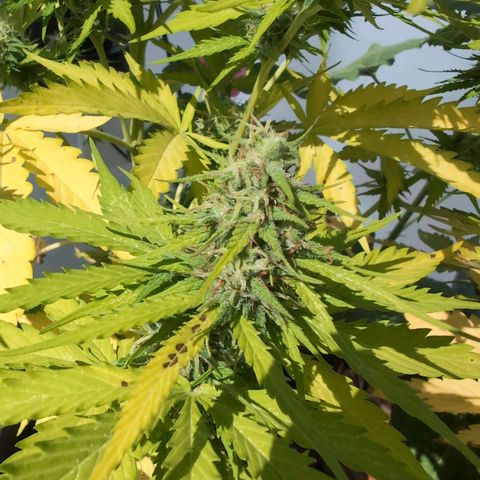 PP1 growlog timeline photo