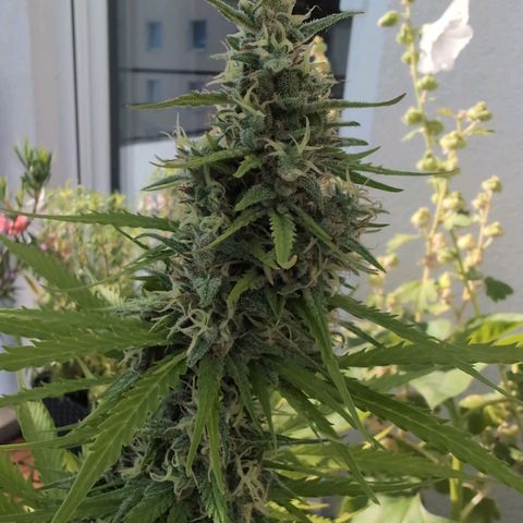 PP1 growlog timeline photo