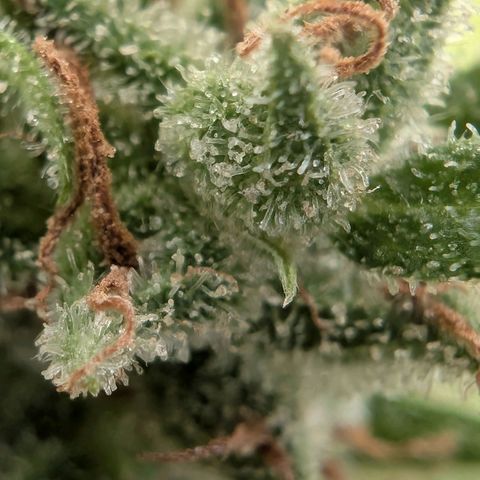 PP1 growlog timeline photo