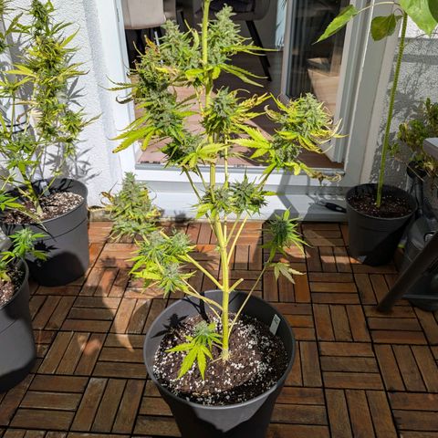 PP1 growlog timeline photo