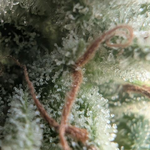 PP1 growlog timeline photo