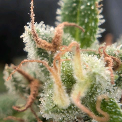 PP1 growlog timeline photo