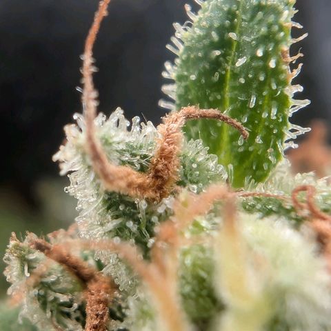 PP1 growlog timeline photo