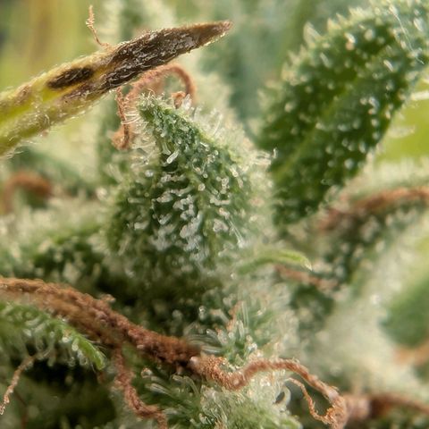 PP1 growlog timeline photo