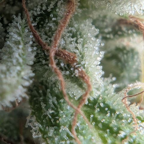 PP1 growlog timeline photo