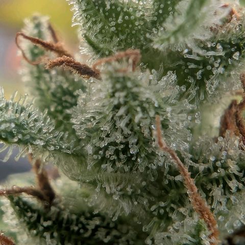 PP1 growlog timeline photo