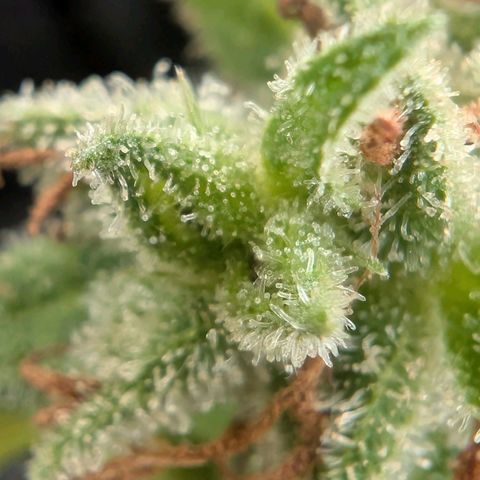 PP1 growlog timeline photo