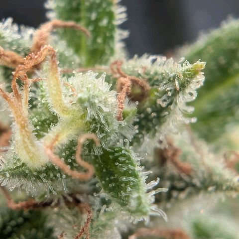 PP1 growlog timeline photo