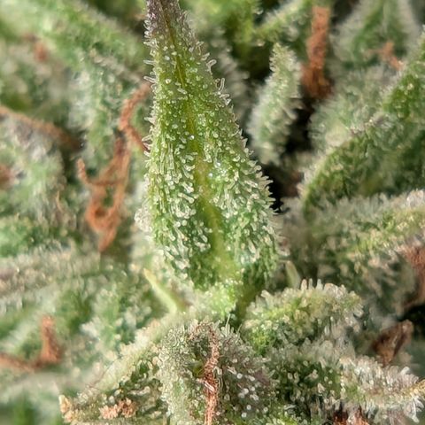 PP1 growlog timeline photo