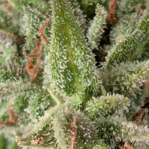 PP1 growlog timeline photo