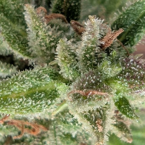 PP1 growlog timeline photo