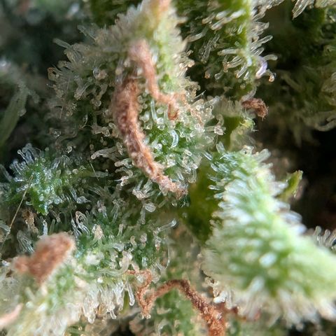 PP1 growlog timeline photo