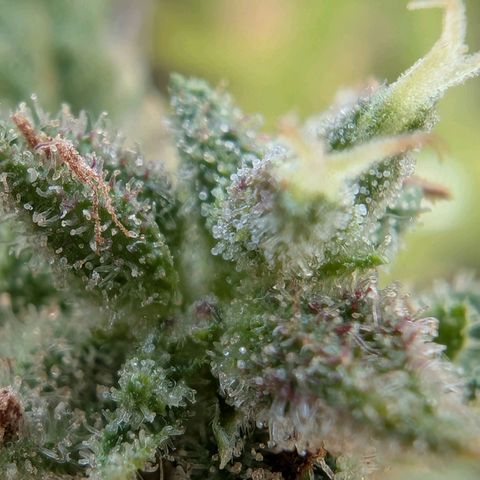 PP1 growlog timeline photo
