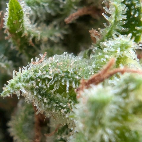 PP1 growlog timeline photo