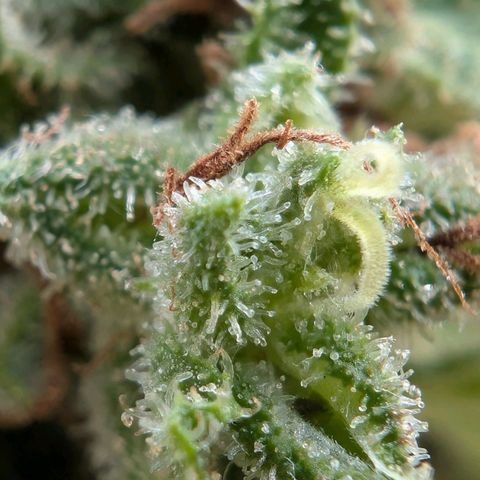 PP1 growlog timeline photo