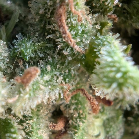 PP1 growlog timeline photo