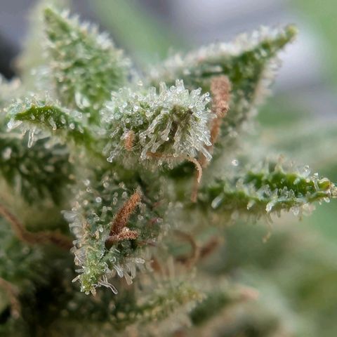 PP1 growlog timeline photo