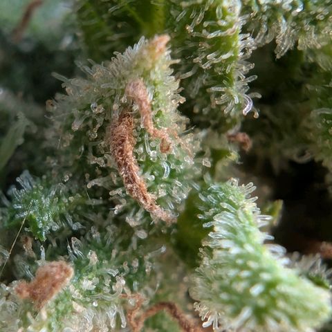 PP1 growlog timeline photo
