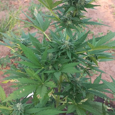Northern lights auto nr 2 growlog timeline photo