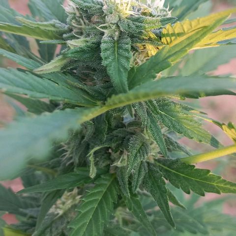 Northern lights auto nr 2 growlog timeline photo