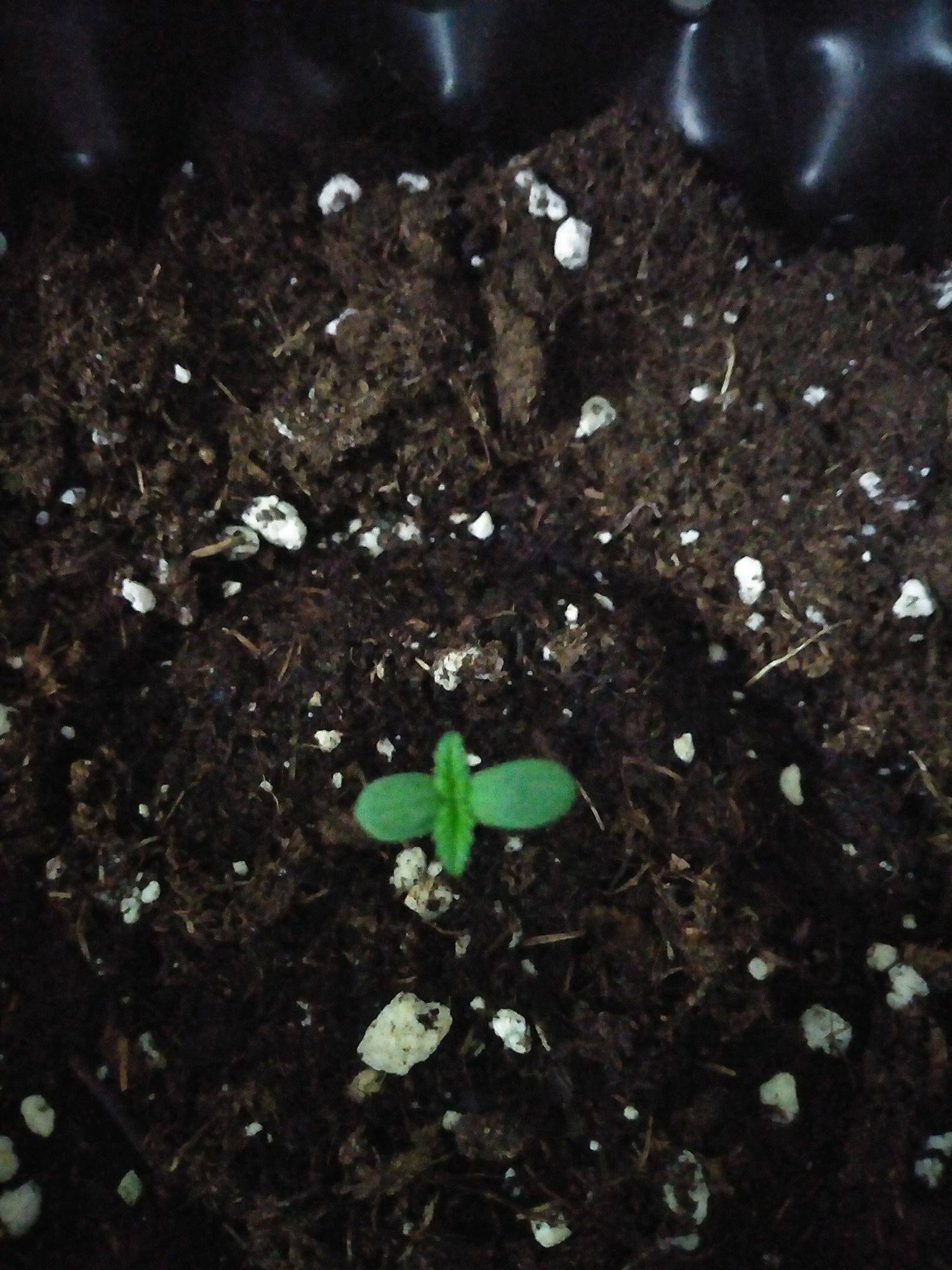Red poison auto growlog header