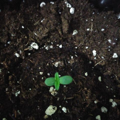 Red poison auto growlog photo